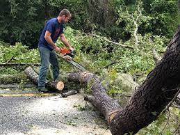 Best Commercial Tree Services  in St Anne, IL